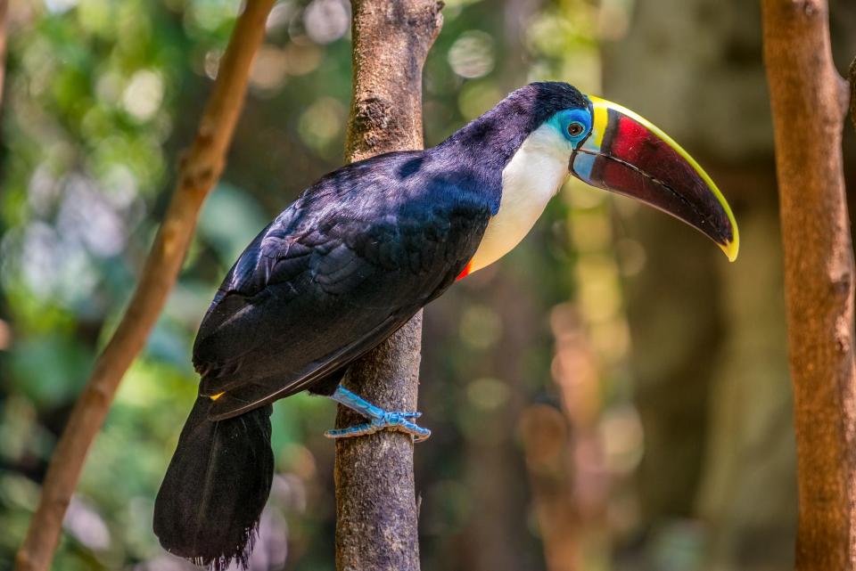 White Throated Toucan | Shutterbug